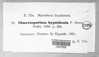 Dimerosporium hyptidicola image